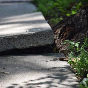 cracks-in-concrete-drive-way-from-tree-roots